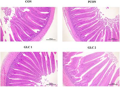 Ganoderma lingzhi culture enhance growth performance via improvement of antioxidant activity and gut probiotic proliferation in Sanhuang broilers
